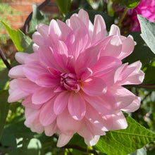 Load image into Gallery viewer, Pink Onesta