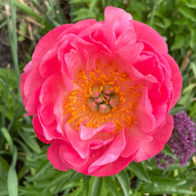 Load image into Gallery viewer, 2026 Peony Pre-Order
