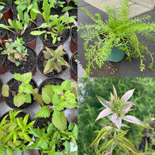 Load image into Gallery viewer, 2026 Native Wildflower Seedling Pre-Order