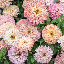 Load image into Gallery viewer, 2026 ZINNIA Seedling Pre-Order