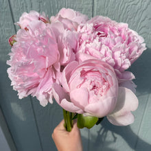Load image into Gallery viewer, 2026 Peony Pre-Order