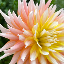 Load image into Gallery viewer, Van Isle Skipbo (CAN)