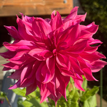 Load image into Gallery viewer, Penhill Dark Monarch