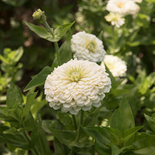 Load image into Gallery viewer, 2026 ZINNIA Seedling Pre-Order