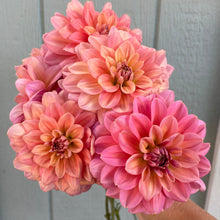 Load image into Gallery viewer, Southern Belle