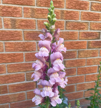 Load image into Gallery viewer, 2026 SNAPDRAGON Seedling Pre-Order