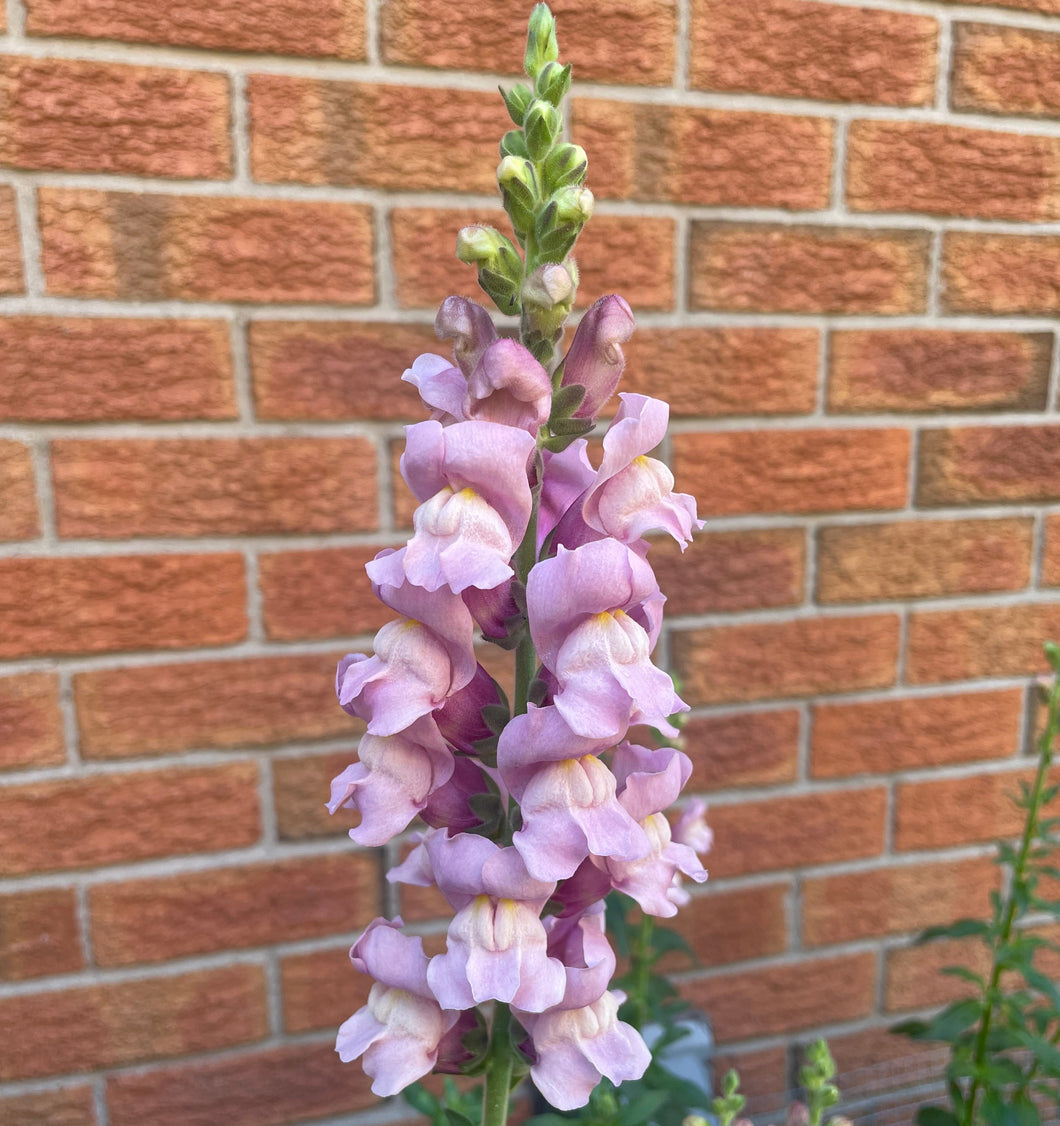 2026 SNAPDRAGON Seedling Pre-Order