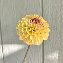 Load image into Gallery viewer, Ferncliff Spice (CAN)