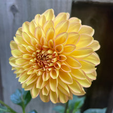 Load image into Gallery viewer, Rossendale Peach