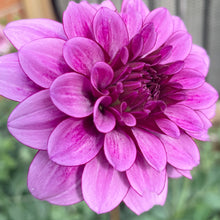 Load image into Gallery viewer, Blue Bell