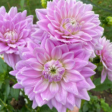 Load image into Gallery viewer, Ferncliff Inspiration (CAN)