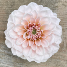 Load image into Gallery viewer, Lee's Kewpie