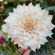 Load image into Gallery viewer, Cafe au Lait