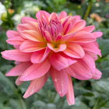 Load image into Gallery viewer, Southern Belle