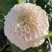 Load image into Gallery viewer, Pink Pearl