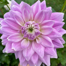 Load image into Gallery viewer, Ferncliff Inspiration (CAN)