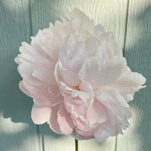 Load image into Gallery viewer, 2026 Peony Pre-Order