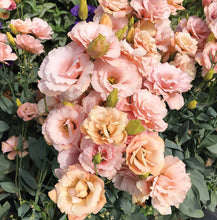 Load image into Gallery viewer, 2026 LISIANTHUS Seedling Pre-Order