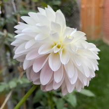 Load image into Gallery viewer, Tahoma Stellar Fellar