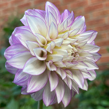 Load image into Gallery viewer, Clearview Debby