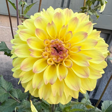 Load image into Gallery viewer, Grandby Sunshine