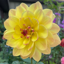 Load image into Gallery viewer, Bracken Lorelei