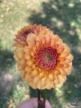 Load image into Gallery viewer, Ash LouLou (CAN)