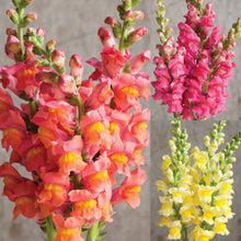 Load image into Gallery viewer, 2026 SNAPDRAGON Seedling Pre-Order