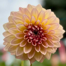 Load image into Gallery viewer, Castle Drive