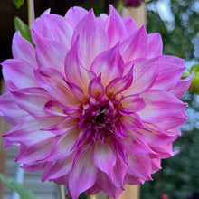 Load image into Gallery viewer, Colorado Classic