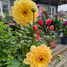 Load image into Gallery viewer, Bracken Lorelei