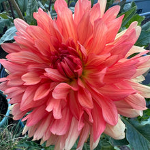 Load image into Gallery viewer, Baron Katie