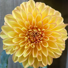 Load image into Gallery viewer, Rossendale Peach