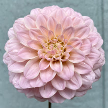 Load image into Gallery viewer, Ash Wedding (CAN)