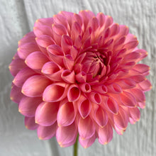 Load image into Gallery viewer, Westerton Pearl