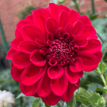 Load image into Gallery viewer, Red Cap