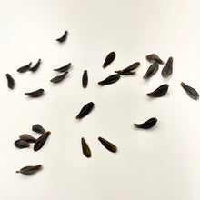 Load image into Gallery viewer, Dahlia Seeds - Bees Friend