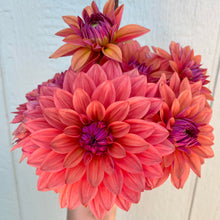 Load image into Gallery viewer, American Dawn