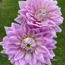 Load image into Gallery viewer, Ferncliff Inspiration (CAN)