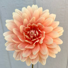 Load image into Gallery viewer, Carolina Wagemans