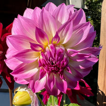 Load image into Gallery viewer, Colorado Classic