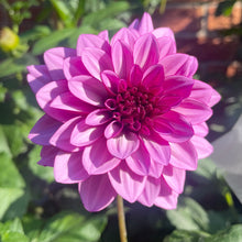 Load image into Gallery viewer, Blue Bell