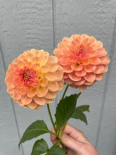 Load image into Gallery viewer, 20th Ave Softer Peach