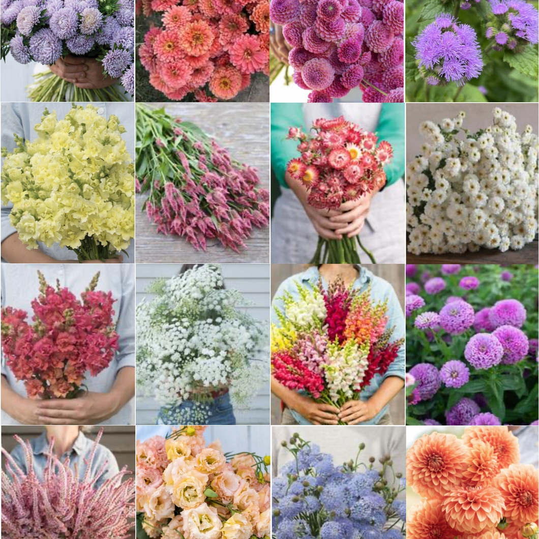 2026 CUT FLOWER MIX Seedling Pre-Order