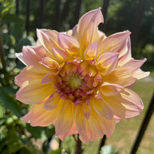Load image into Gallery viewer, Papageno
