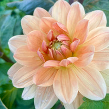 Load image into Gallery viewer, Apricot Desire