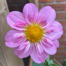 Load image into Gallery viewer, Windyhill Cherry Bloom (CAN)