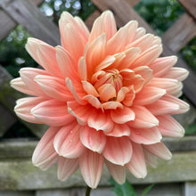 Load image into Gallery viewer, Carolina Wagemans