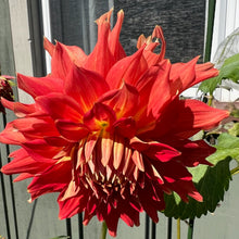 Load image into Gallery viewer, Bodacious