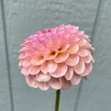 Load image into Gallery viewer, Hamari Rose